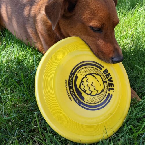 Bevel Dog Disc - Image 3