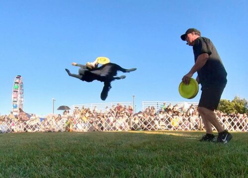 Bevel Dog Disc - Image 2
